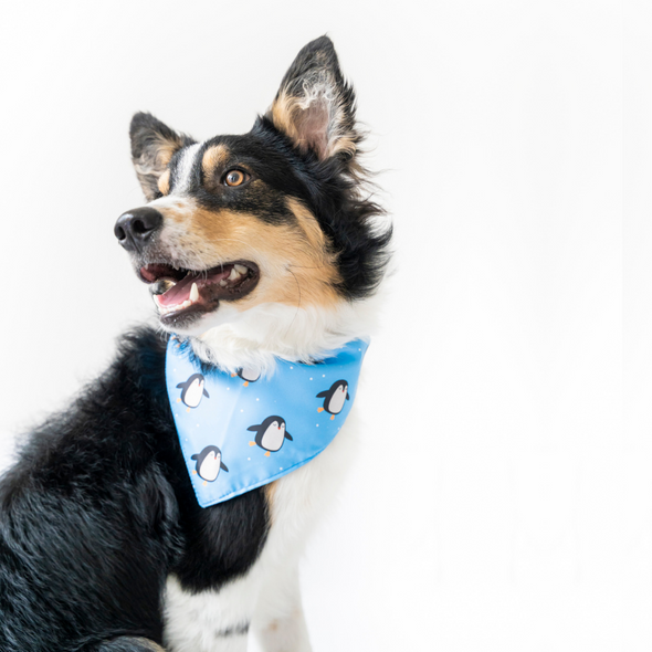 Penguins Bandana