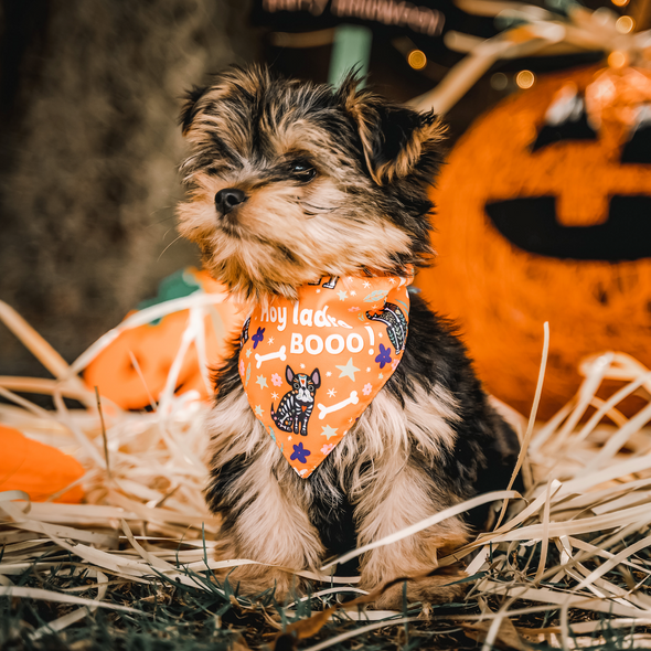 Halloween Bandana - Día de los Muertos