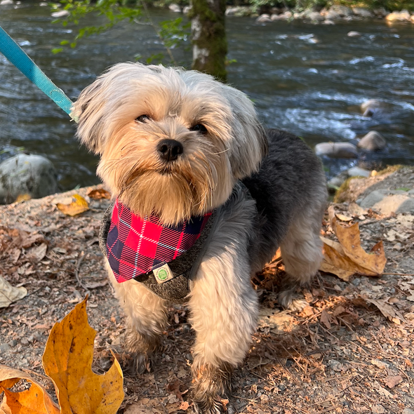 Plaid Bandana